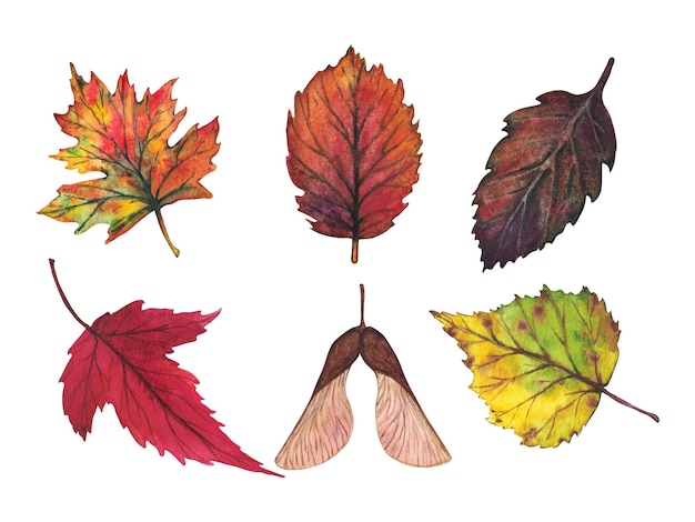 Set of colorful autumn leaves Watercolor illustration