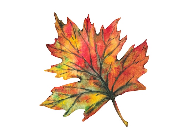 Set of colorful autumn leaves Watercolor illustration