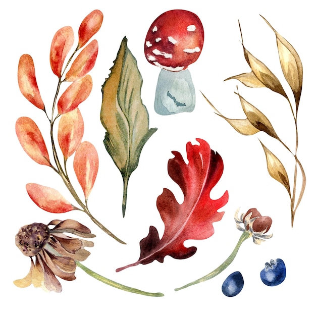 Set of colorful autumn plants and leaf watercolor illustration isolated on white background