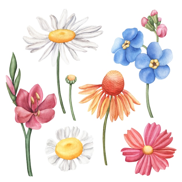 Set of colorful hand-drawn watercolor wild flowers