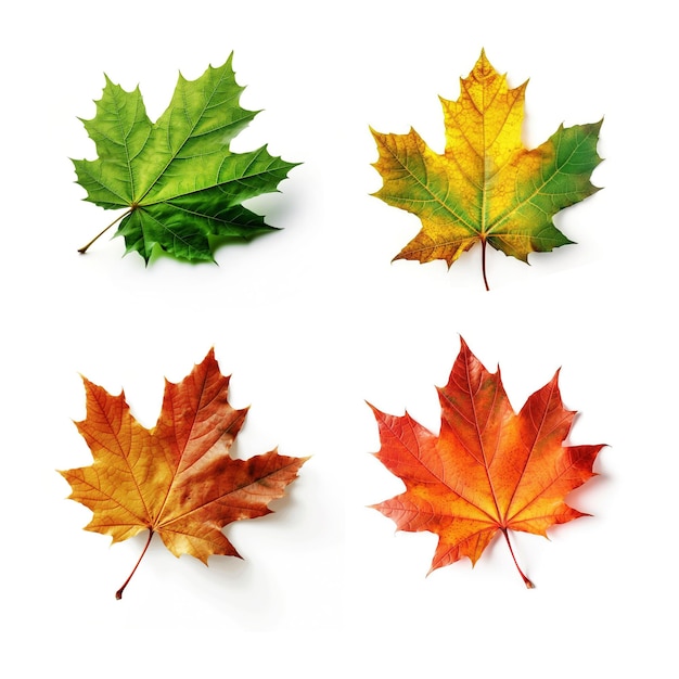 Набор красочных летних и осенних кленовых листьев на белом изолированном фоне