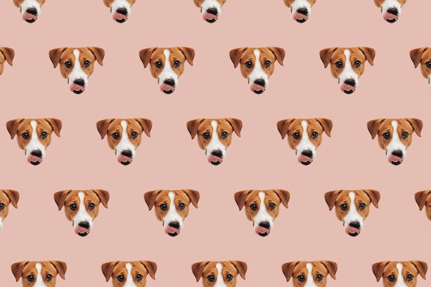 Photo set of cute jack russell terrier dog funny collection head pattern of puppy on peach fuzz background