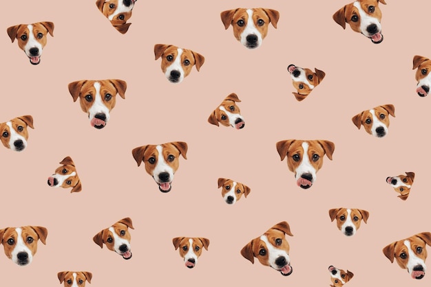 Photo set of cute jack russell terrier dog funny collection head pattern of puppy on peach fuzz background
