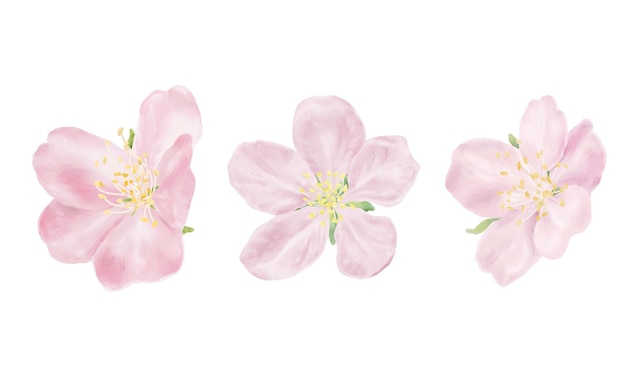 set of delicate pink flowers and buds green leaves and yellow stamens watercolor digital illustration japanese sakura and branches of blossoming cherry and apple tree isolated on white background