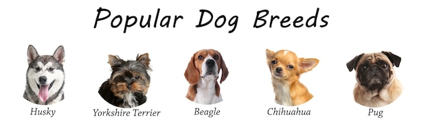 Photo set of different adorable dogs on white background most popular breeds banner design