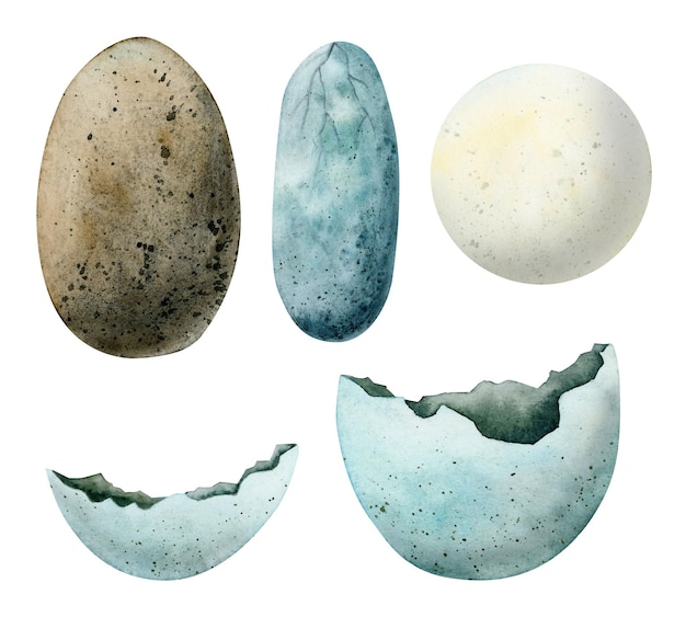 Set of different dinosaur eggs Watercolor illustration of tyrannosaurus diplodocus eggs