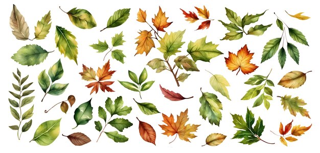 Set of different leavesWatercolor hand painted isolated illustration on white background