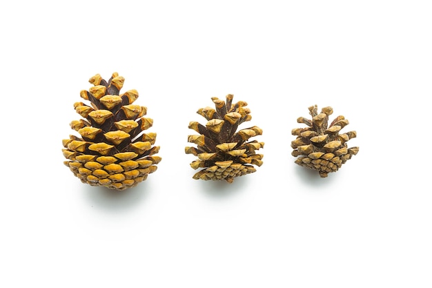 A set of different pine cones isolated on white background. Taken in Studio with a 5D mark III.