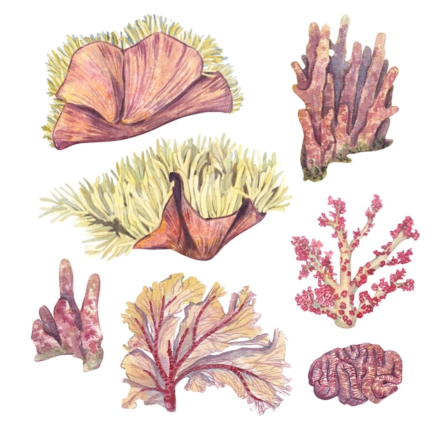 A set of different underwater corals isolated on a white Watercolor illustration of anemone corals