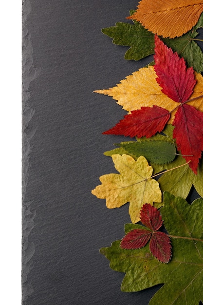 Set of dried leaves of different color in the surface texture of black stone.