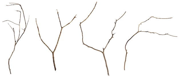 Set of dried twigs isolated over white background