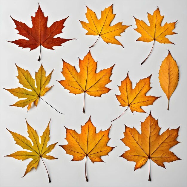 Photo set dry leaves maple leaves isolated on white background for design elements flat lay