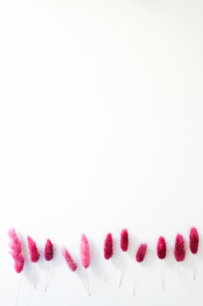 Set of dry purple wild flowers in a line isolated on white background. Botanical autumn collection. Copy space