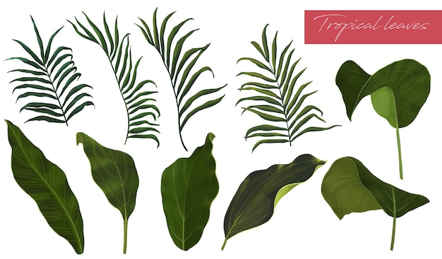 Set of elements. Tropical leaves on a white background. Hand drawn green leaves