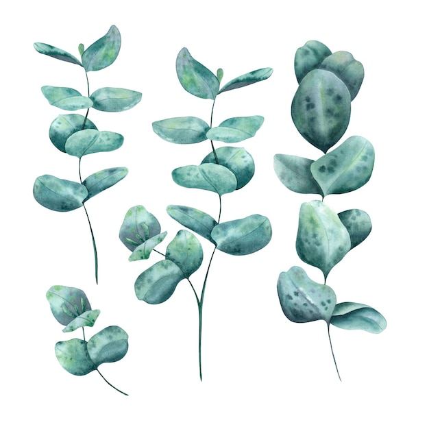 A set of eucalyptus twigs painted in watercolor isolated on a white background