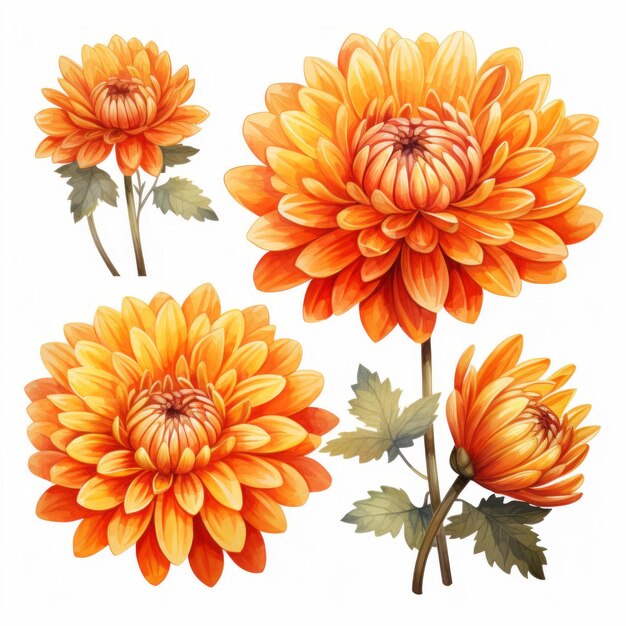 Set of floral watercolor orange chrysanthemum flowers isolated white