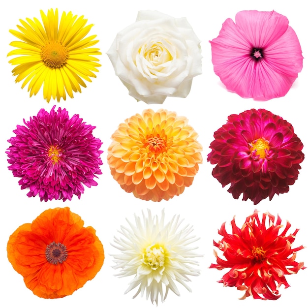 Set flowers chamomile, roses, mallow, poppy, chrysanthemum isolated on white background. Spring time, flora. Flat lay, top view. Love. Valentine's Day