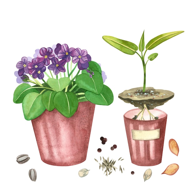 A set of flowers in a pot and plant seeds on a white background A violet in a pot a sprout in a pot