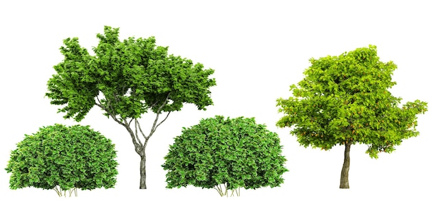Set foto-realistische 3D-weergave van Aglaia duperreana bomen met een doorzichtige achtergrond