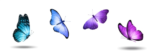 Set of four multicolored butterflies isolated on a white background. High quality photo