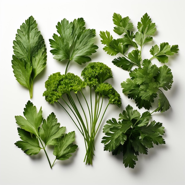 Set of Fresh Healthy Parsley Leaves isolated on white background