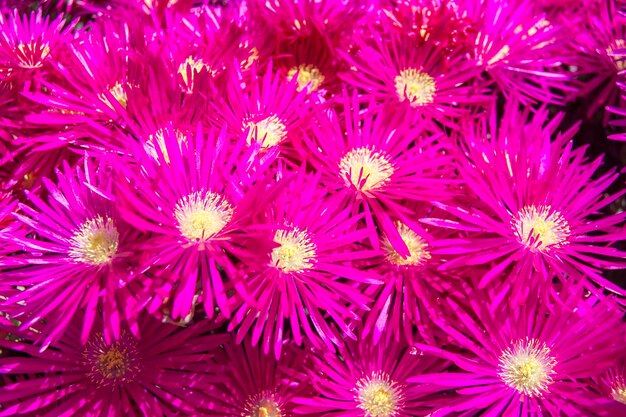 Set fuchsia bloemen met gele stampers