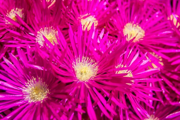 Set fuchsia bloemen met gele stampers