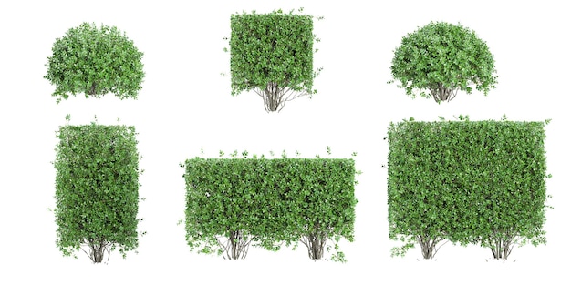 set of Garden privet trees on transparent background 3D renderingtop view