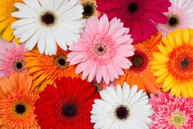 Set of gerbera flowers as background