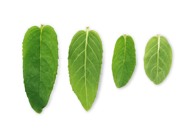 Set of green leaves of mint on a white background