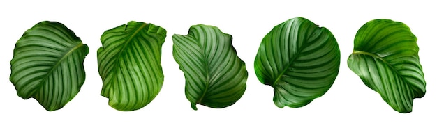 Set of green leaves and tropical plant leaves on white background