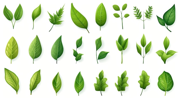 A set of green leaves with different leaves.