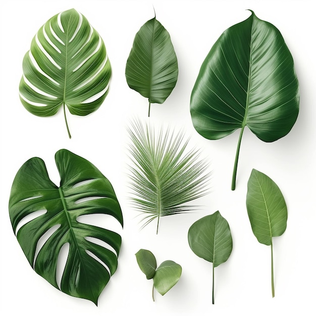 A set of green leaves with the word palm on it