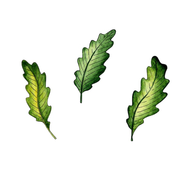 Set of green oak leaves