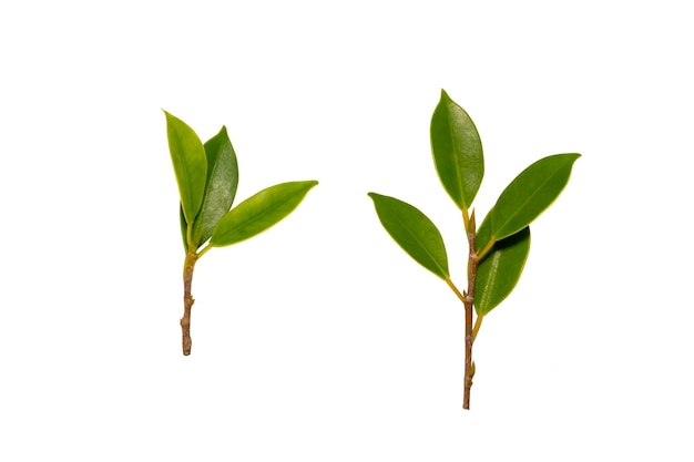 Set of green tree leaves and branches isolated on white background