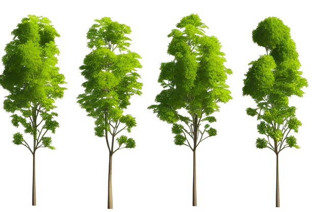 Photo set of green trees isolated on white background 3d rendering