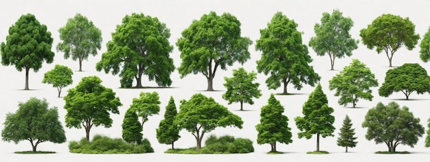 Set of green trees isolated on white background different kinds of tree collection