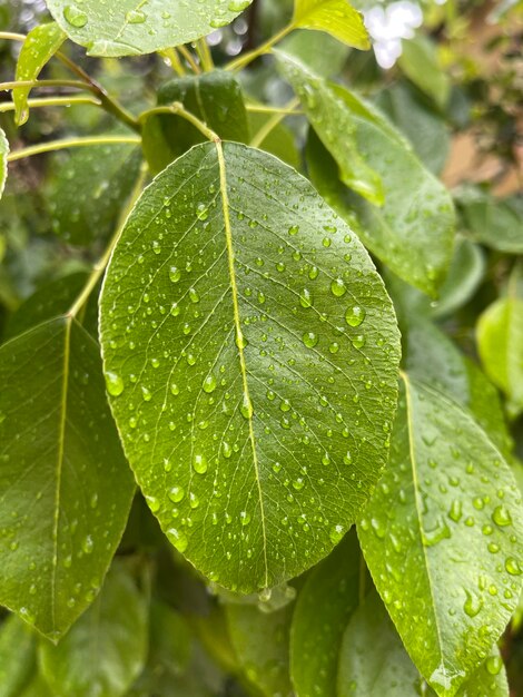 Photo set of green with morning dew