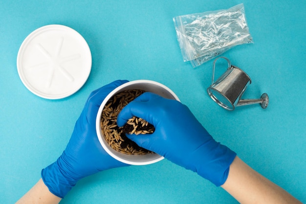 Set for growing microgreens at home on a blue background top view Women's hands in gloves germinating seeds