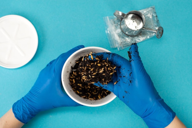 Set for growing microgreens at home on a blue background top view Women's hands in gloves germinating seeds