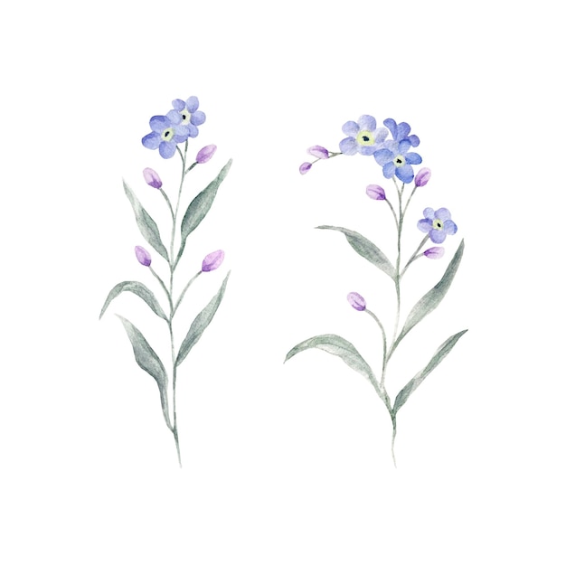 Set of handdrawn watercolor Isolated. Watercolor blue forget me not spring flowers Illustration