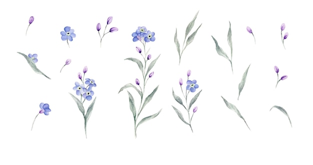 Set of handdrawn watercolor Isolated. Watercolor blue forget me not spring flowers