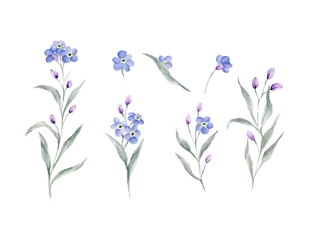 Set of handdrawn watercolor Isolated. Watercolor blue forget me not spring flowers