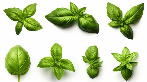 Set of highly detailed fresh green basil leaves grown in a herb garden isolated on white background
