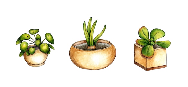 Set of houseplants in watercolor pots