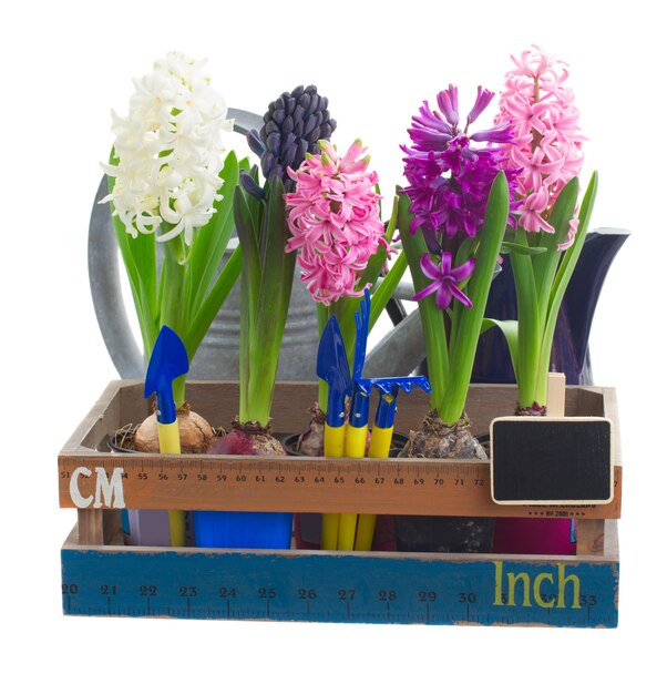 Set hyacint bloemen met tuingereedschap geïsoleerd op wit