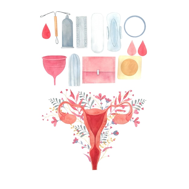 set illustration with a uterus and feminine hygiene products drawn in watercolor by hands Internal reproductive organs pads tampons