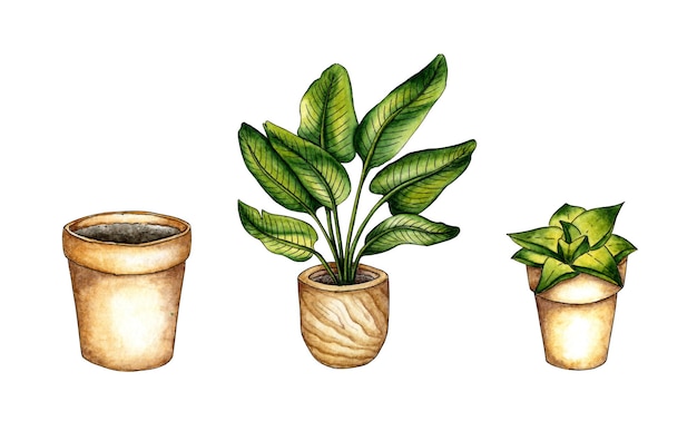 Set of indoor flowers in watercolor pots