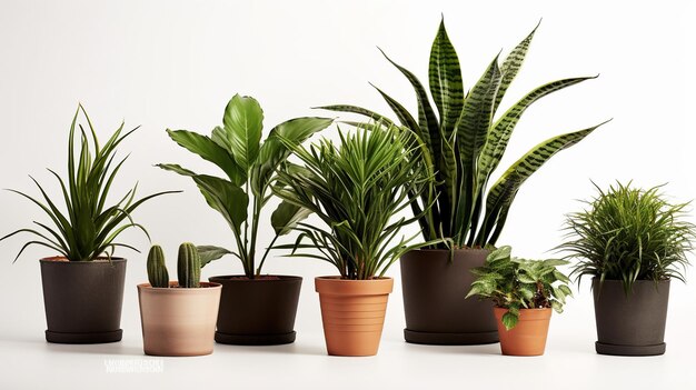 Photo set of indoor plants in vases on white background