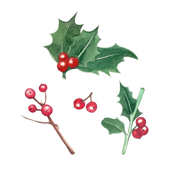 A set of isolated elements holly berries leaves twigs on a white background